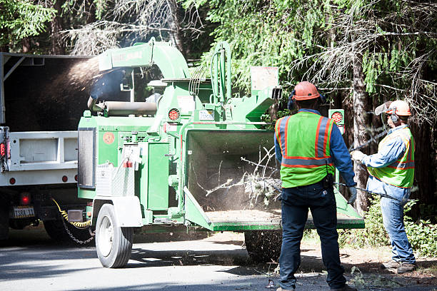 Best Firewood Processing and Delivery  in Cadott, WI